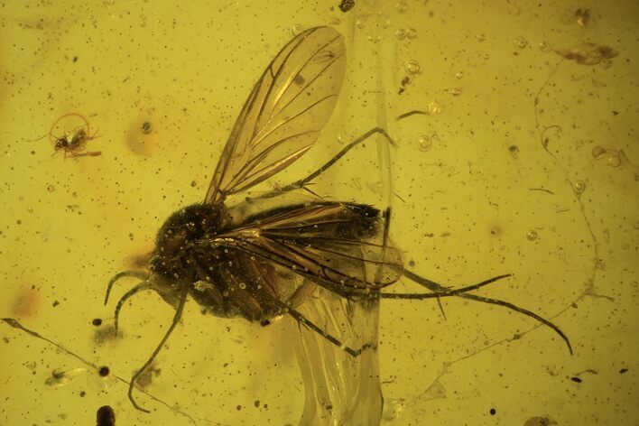 Fossil Fly (Diptera) And Springtail (Collembola) In Baltic Amber #109429